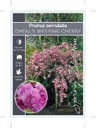 Picture of PRUNUS KIKU SHIDARE ZAKURA CHEALS WEEPING CHERRY