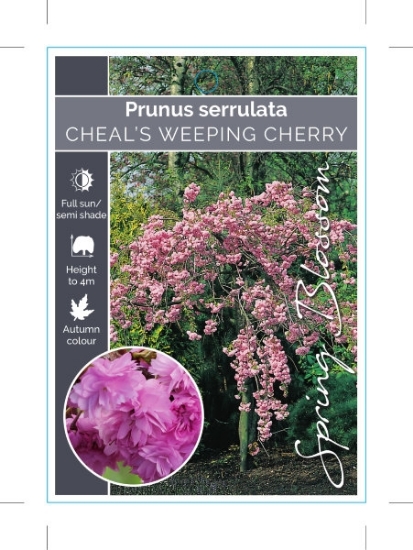 Picture of PRUNUS KIKU SHIDARE ZAKURA CHEALS WEEPING CHERRY