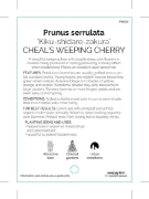 Picture of PRUNUS KIKU SHIDARE ZAKURA CHEALS WEEPING CHERRY