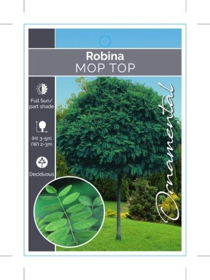 Picture of ROBINIA PSEUDOACACIA UMBRACULIFERA MOP TOP (Aust only)