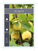 Picture of FRUIT QUINCE (UNNAMED VARIETY) Jumbo Tag                                                                                                              