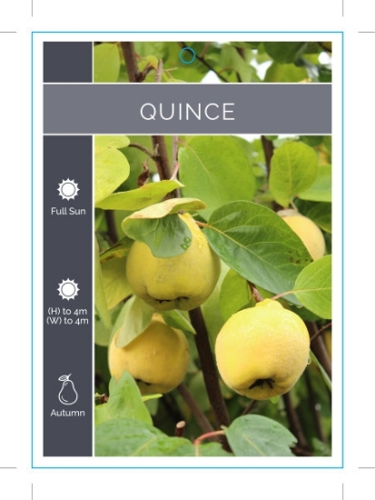 Picture of FRUIT QUINCE (UNNAMED VARIETY) Jumbo Tag                                                                                                              