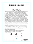 Picture of FRUIT QUINCE (UNNAMED VARIETY) Jumbo Tag                                                                                                              