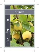 Picture of FRUIT QUINCE (UNNAMED VARIETY)