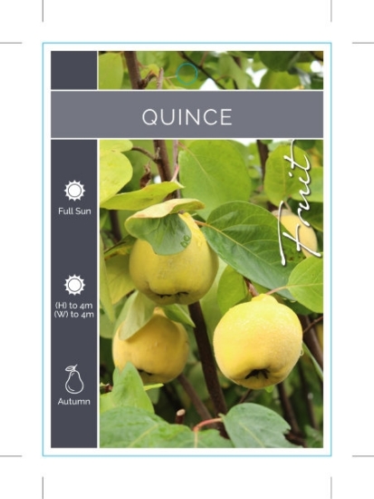 Picture of FRUIT QUINCE (UNNAMED VARIETY)