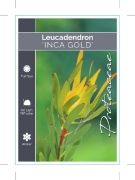 Picture of LEUCADENDRON INCA GOLD                                                                                                                                