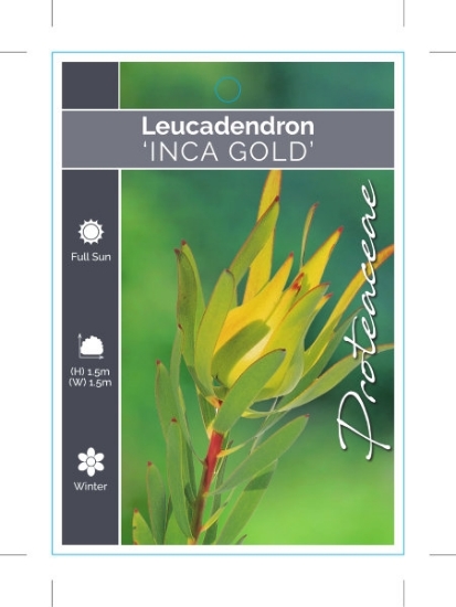Picture of LEUCADENDRON INCA GOLD                                                                                                                                