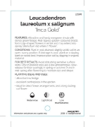 Picture of LEUCADENDRON INCA GOLD                                                                                                                                