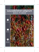 Picture of LEUCADENDRON SALIGNUM RED                                                                                                                             