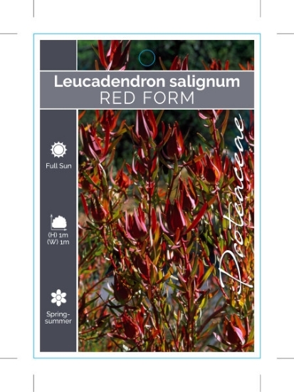 Picture of LEUCADENDRON SALIGNUM RED                                                                                                                             