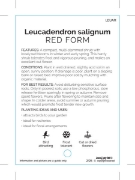 Picture of LEUCADENDRON SALIGNUM RED                                                                                                                             