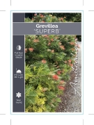Picture of GREVILLEA SUPERB                                                                                                                                      