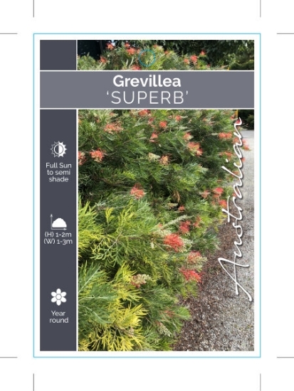 Picture of GREVILLEA SUPERB                                                                                                                                      