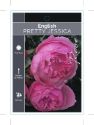 Picture of ROSE PRETTY JESSICA (English)                                                                                                                         