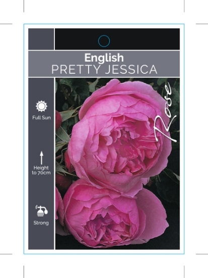 Picture of ROSE PRETTY JESSICA (English)                                                                                                                         