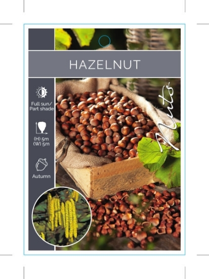 Picture of NUT HAZELNUT                                                                                                                                          
