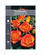 Picture of ROSE REDGOLD (FL)                                                                                                                                     