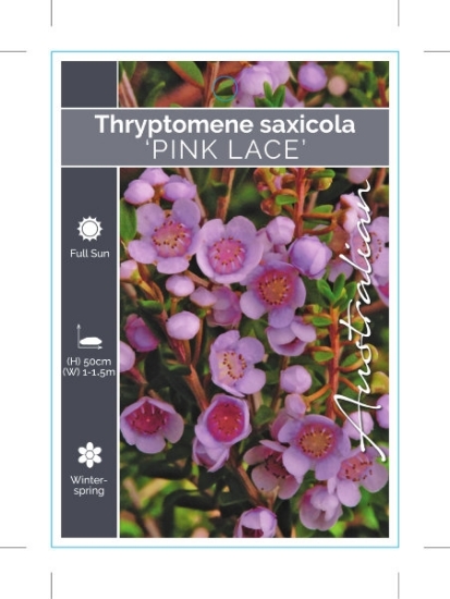Picture of THRYPTOMENE SAXICOLA PINK LACE