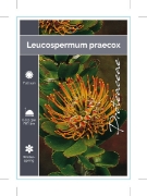 Picture of LEUCADENDRON PRAECOX