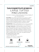 Picture of LEUCADENDRON PRAECOX