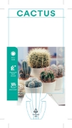 Picture of CACTUS MIXED