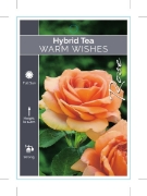 Picture of ROSE WARM WISHES (HT)                                                                                                                                 