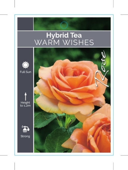 Picture of ROSE WARM WISHES (HT)                                                                                                                                 