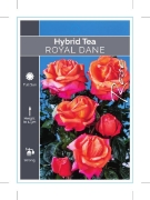 Picture of ROSE ROYAL DANE (HT)                                                                                                                                  
