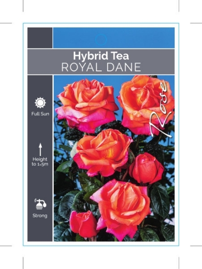 Picture of ROSE ROYAL DANE (HT)                                                                                                                                  