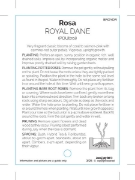 Picture of ROSE ROYAL DANE (HT)                                                                                                                                  