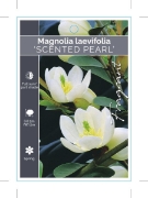 Picture of MAGNOLIA YUNNANENSIS SCENTED PEARL                                                                                                                    