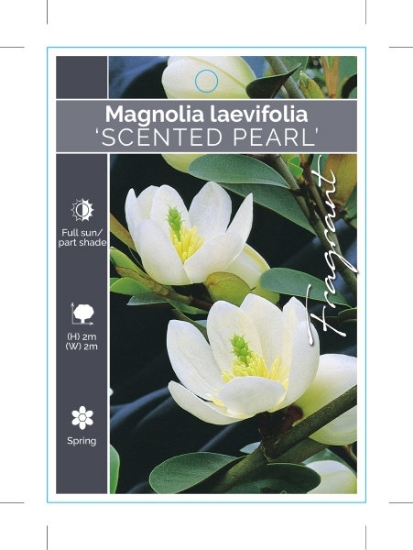 Picture of MAGNOLIA YUNNANENSIS SCENTED PEARL                                                                                                                    