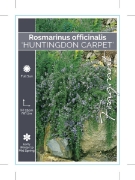 Picture of ROSMARINUS OFFICINALIS HUNTINGDON CARPET