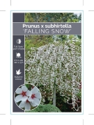 Picture of PRUNUS SUBHIRTELLA FALLING SNOW                                                                                                                       