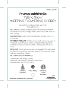 Picture of PRUNUS SUBHIRTELLA FALLING SNOW                                                                                                                       
