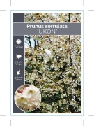 Picture of PRUNUS SERRULATA UKON                                                                                                                                 