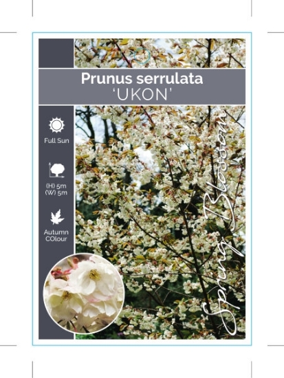 Picture of PRUNUS SERRULATA UKON                                                                                                                                 