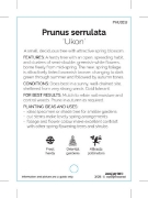 Picture of PRUNUS SERRULATA UKON                                                                                                                                 