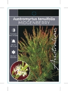 Picture of AUSTROMYRTUS TENUIFOLIA                                                                                                                               