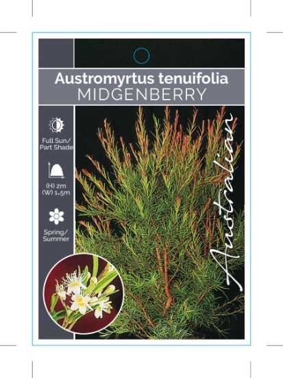 Picture of AUSTROMYRTUS TENUIFOLIA                                                                                                                               