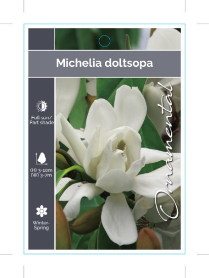 Picture of MICHELIA DOLTSOPA                                                                                                                                     