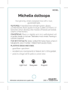 Picture of MICHELIA DOLTSOPA                                                                                                                                     