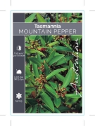 Picture of TASMANNIA LANCEOLATA MOUNTAIN PEPPER                                                                                                                  