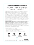 Picture of TASMANNIA LANCEOLATA MOUNTAIN PEPPER                                                                                                                  