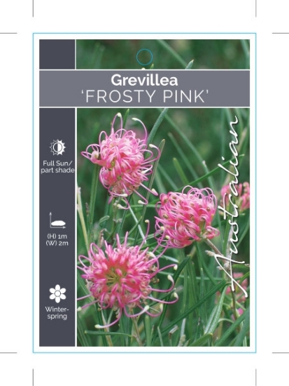Picture of GREVILLEA FROSTY PINK                                                                                                                                 
