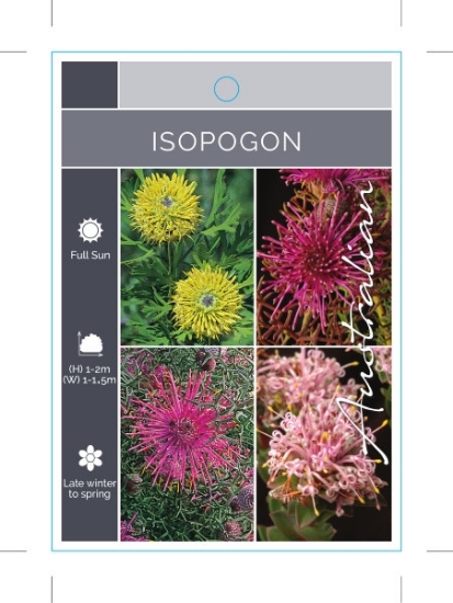 Picture of ISOPOGON MIXED PICTURE UNNAMED VARIETY                                                                                                                