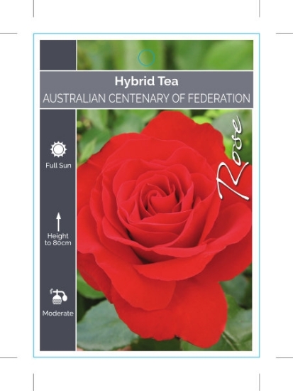 Picture of ROSE AUSTRALIAN CENTENARY OF FEDERATION (HT)                                                                                                          