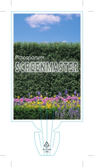 Picture of PITTOSPORUM SCREENMASTER (Stik)