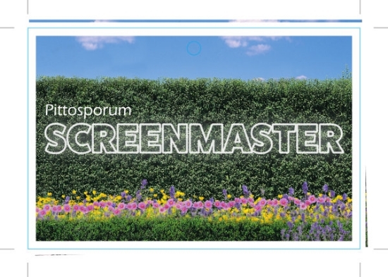 Picture of PITTOSPORUM SCREENMASTER (Tag)