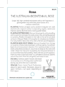 Picture of ROSE THE AUSTRALIAN BICENTIANNIAL ROSE (HT)